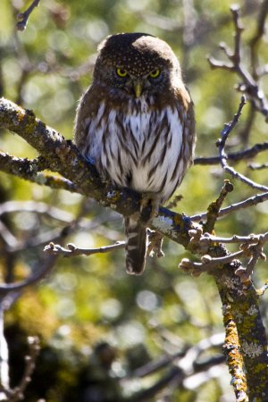 Photo (5): Northern Pygmy-Owl