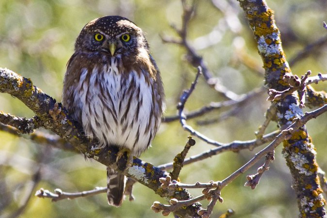 Photo (2): Northern Pygmy-Owl