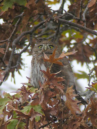 Photo (9): Northern Pygmy-Owl