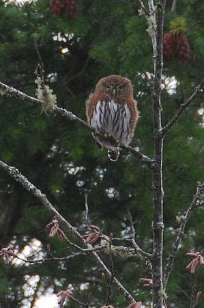 Photo (20): Northern Pygmy-Owl