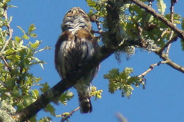 Photo (18): Northern Pygmy-Owl