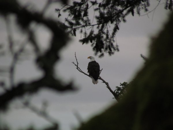 Photo (11): Bald Eagle