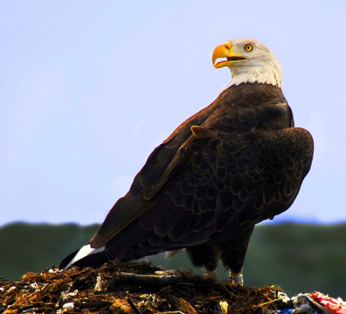 Photo (5): Bald Eagle