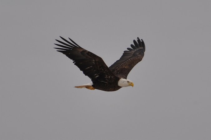 Photo (7): Bald Eagle