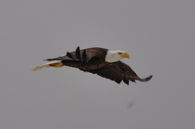 Photo (3): Bald Eagle