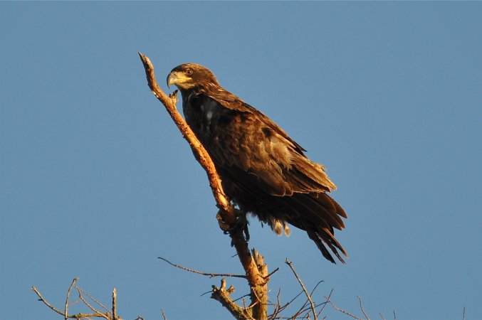 Photo (22): Bald Eagle