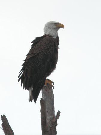 Photo (13): Bald Eagle