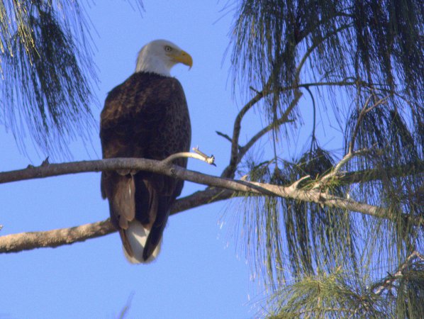 Photo (12): Bald Eagle