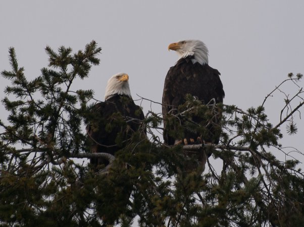 Photo (10): Bald Eagle