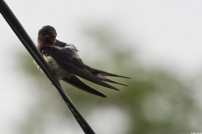 Photo (10): Barn Swallow