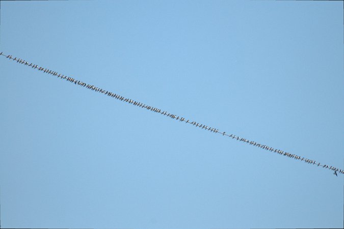 Photo (16): Barn Swallow