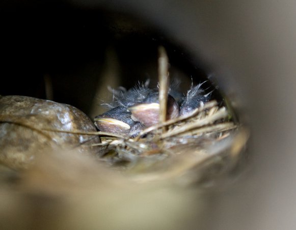 Photo (20): Barn Swallow