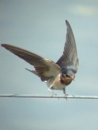 Photo (12): Barn Swallow