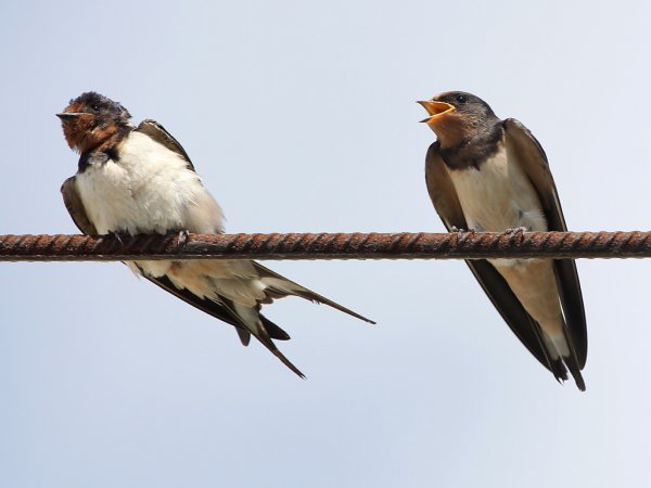 Photo (9): Barn Swallow
