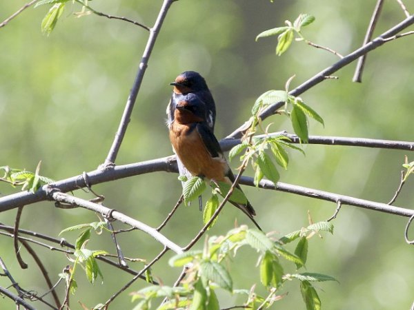 Photo (14): Barn Swallow