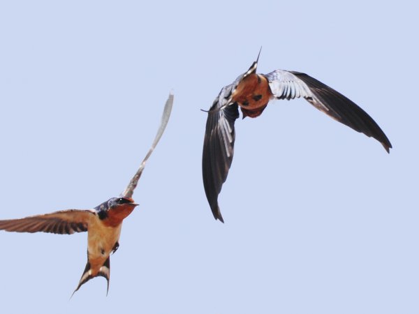 Photo (2): Barn Swallow