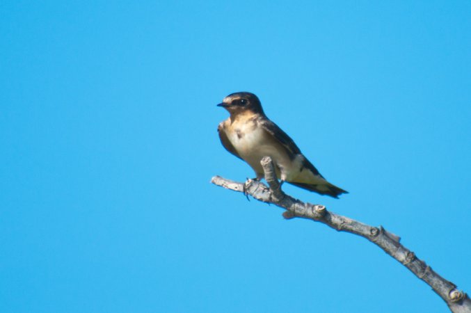 Photo (18): Barn Swallow
