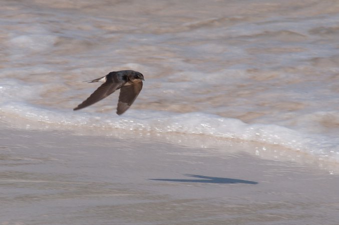 Photo (13): Barn Swallow