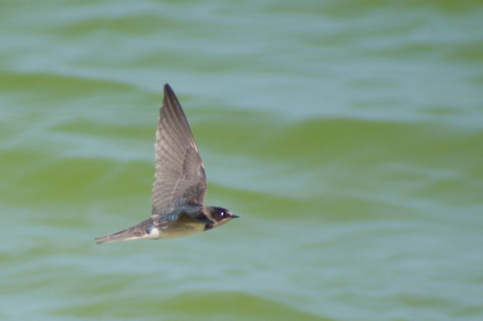 Photo (15): Barn Swallow