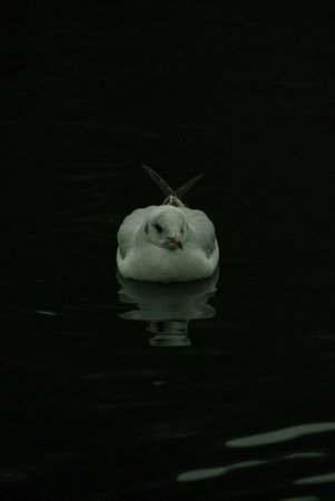 Photo (8): Little Gull