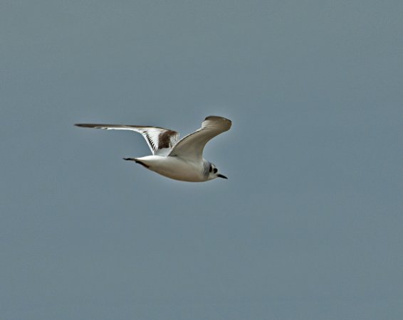 Photo (4): Little Gull