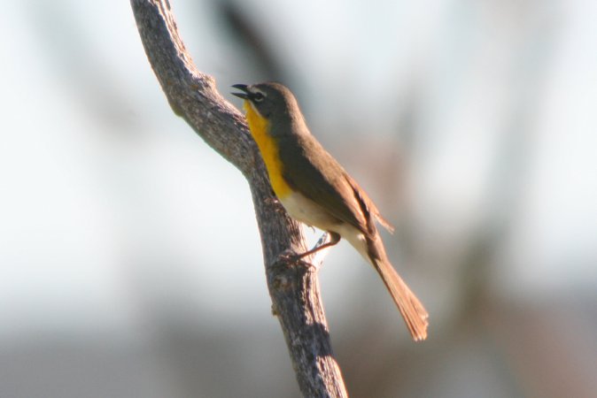 Photo (10): Yellow-breasted Chat