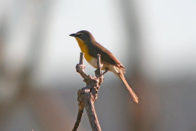 Photo (12): Yellow-breasted Chat