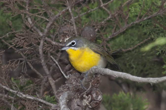 Photo (6): Yellow-breasted Chat