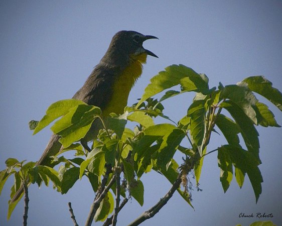 Photo (20): Yellow-breasted Chat