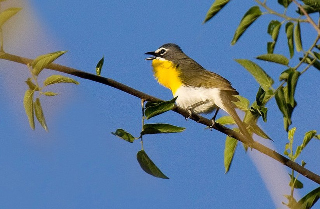 Photo (11): Yellow-breasted Chat