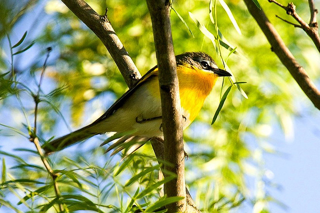 Photo (18): Yellow-breasted Chat