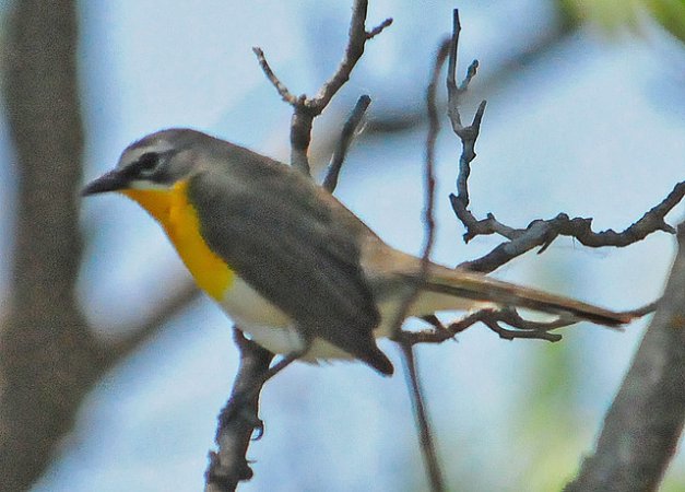 Photo (19): Yellow-breasted Chat