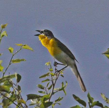 Photo (14): Yellow-breasted Chat