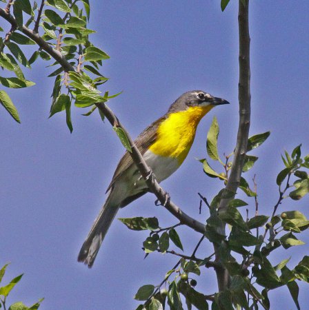 Photo (9): Yellow-breasted Chat