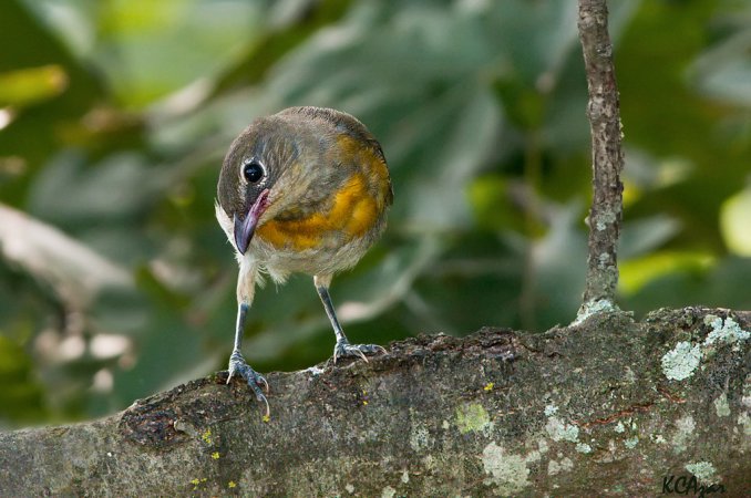 Photo (24): Yellow-breasted Chat