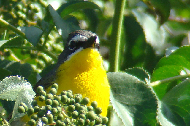 Photo (22): Yellow-breasted Chat