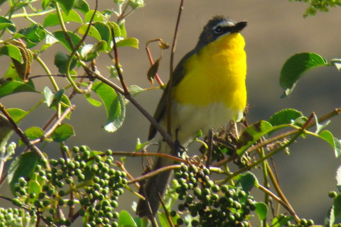 Photo (15): Yellow-breasted Chat