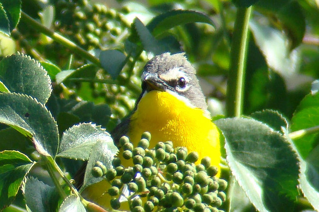 Photo (16): Yellow-breasted Chat