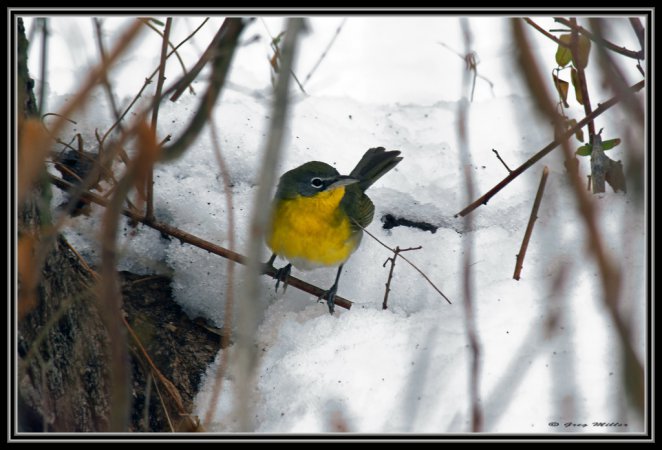Photo (13): Yellow-breasted Chat