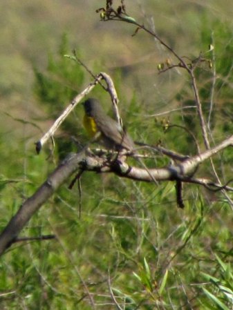 Photo (21): Yellow-breasted Chat