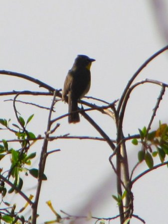 Photo (23): Yellow-breasted Chat