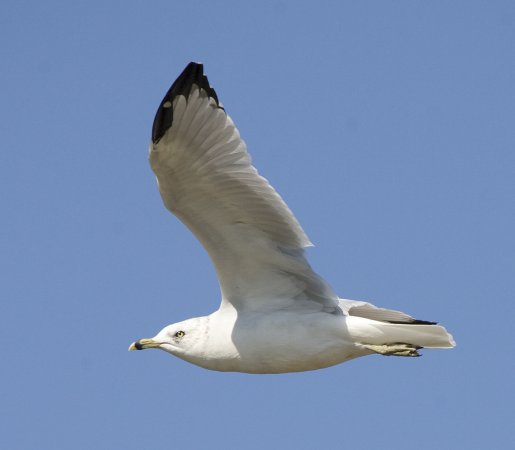 Photo (4): Ring-billed Gull
