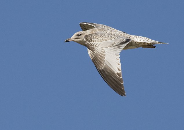 Photo (9): Ring-billed Gull