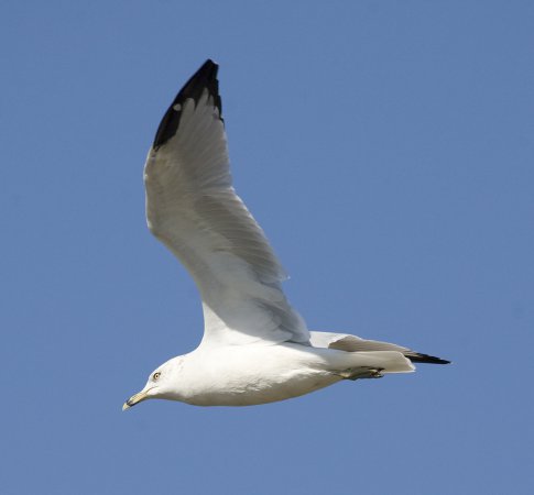 Photo (8): Ring-billed Gull