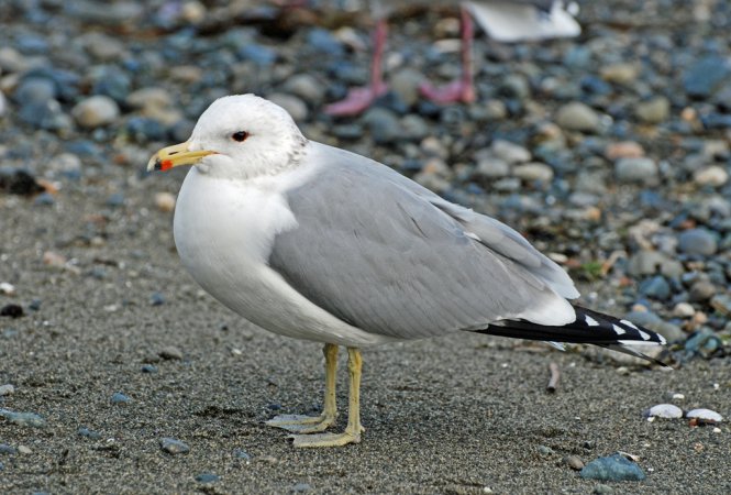 Photo (7): California Gull
