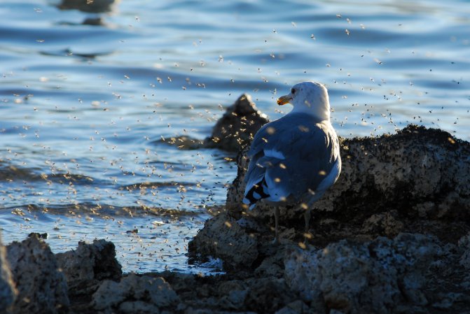 Photo (8): California Gull