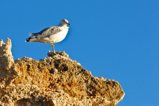 Photo (11): California Gull