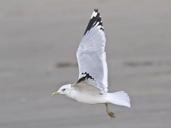 Photo (5): Mew Gull