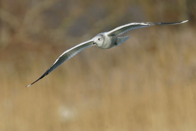 Photo (6): Mew Gull