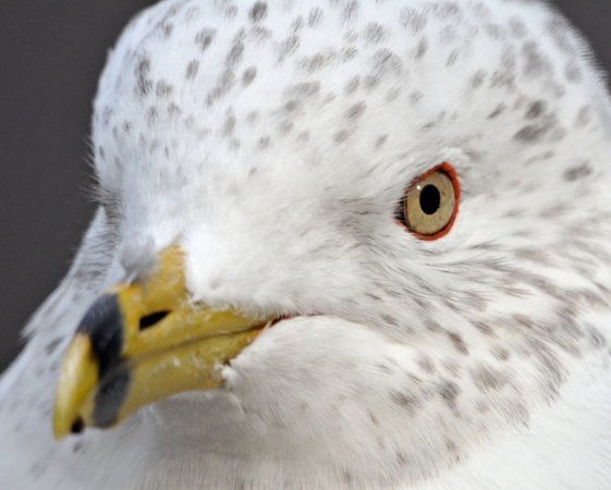 Photo (12): Ring-billed Gull